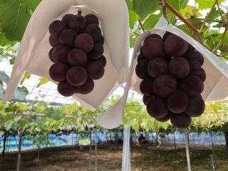 岩崎観光ぶどう園の写真1