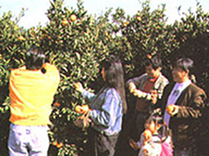 津観光みかん園の写真1