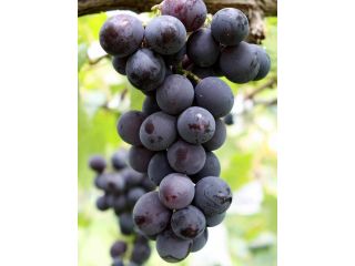 ラピュタファームの写真1