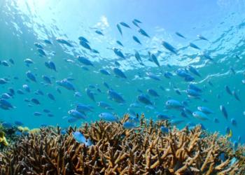 天城展望台の写真1