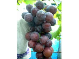 川路ぶどう園の写真1