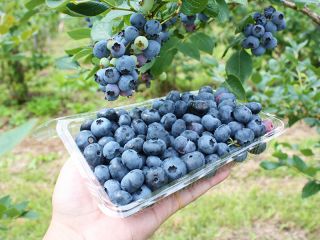 奥大山ブルーベリーファームの写真1