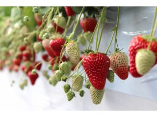 AGRI　WAYSの写真1