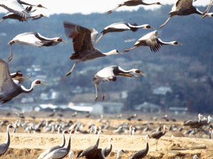 出水市ツル観察センターの写真1