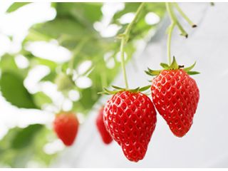 いちご畑花園の写真1