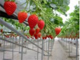花園いちご園の写真1