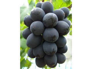 加藤ぶどう園の写真1