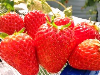 アグリパークいわき観光いちご園の写真1