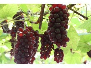 大社観光ぶどう園の写真1