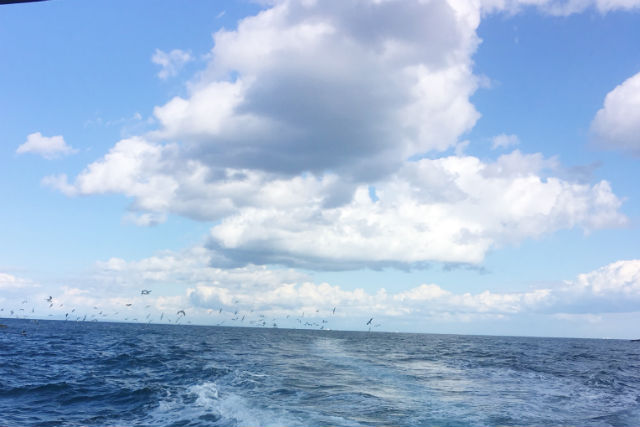 プロロマリンの写真1