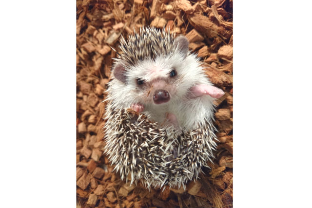 Moff アニマル カフェ(イーアス高尾店)の写真1