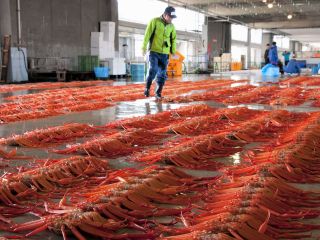 新湊きっときと市場の写真1