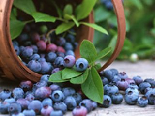 ブルーベリーファーム　さくらの写真1