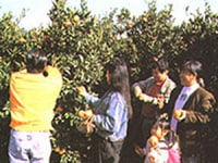 津観光みかん園