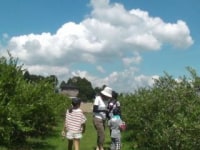 Blueberry Farm かわさと