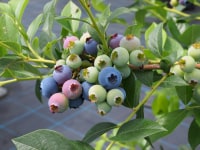 Sakura Berry's Garden