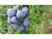 ハッピーベリー農園