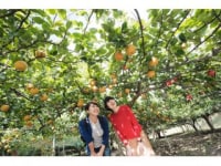 観光農園スカイファーム