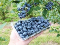 奥大山ブルーベリーファーム