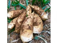 市原タケノコ園