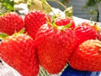 アグリパークいわき観光いちご園