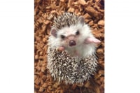 Moff アニマル カフェ(イーアス高尾店)