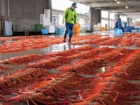 新湊きっときと市場