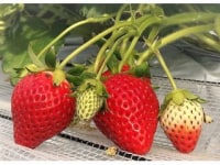 富浦いちご狩りセンター