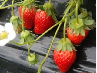 横田農園の写真1