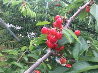 小野フルーツ園の写真1