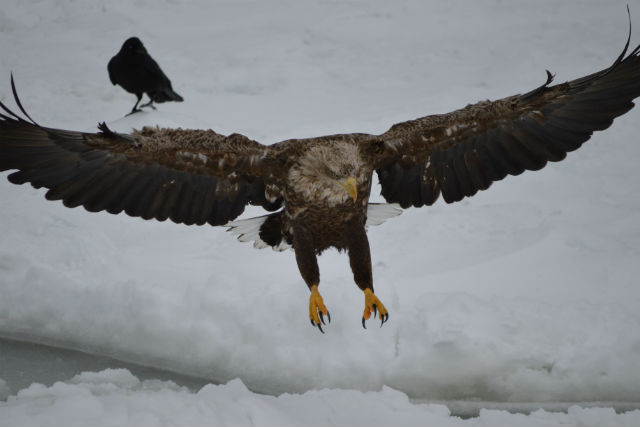 観光船はまなすの写真1