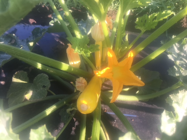 楽健農園の写真1