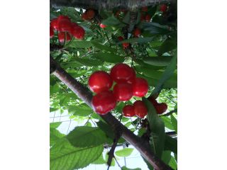 チェリーハントイン&ブロイラーガーデン オオクボの写真1