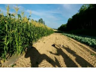 ピータン農園の写真1