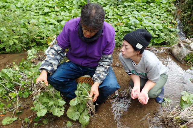 奥多摩わさび体験の写真1