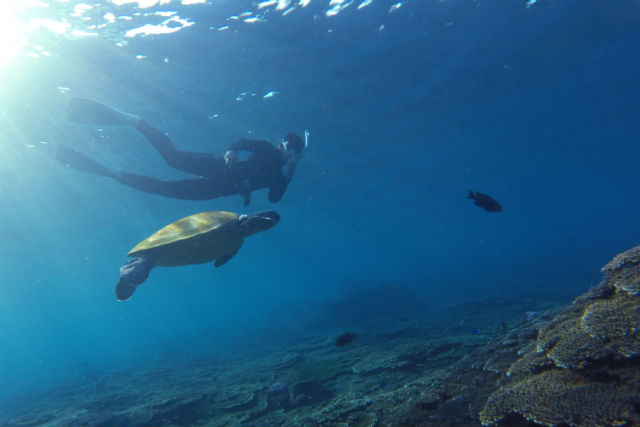 藍ケ江水産 潜水部の写真1