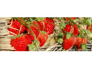 いちごファーム北条の写真1