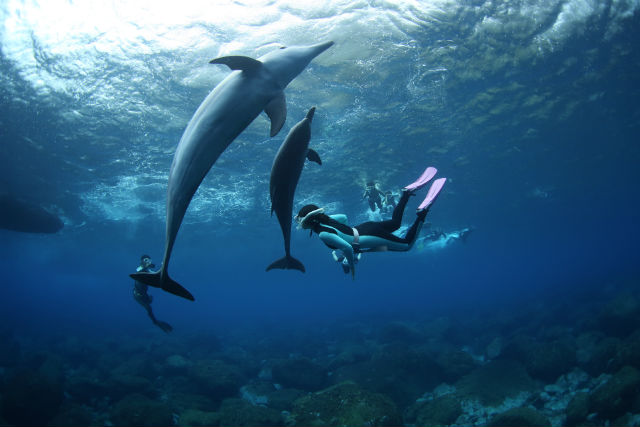 DOLPHIN CLUB 三宅島の写真1