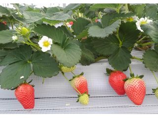 アサヒファームの写真1