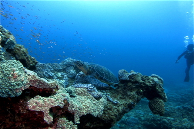 ダイビングサービスKAIZINの写真1