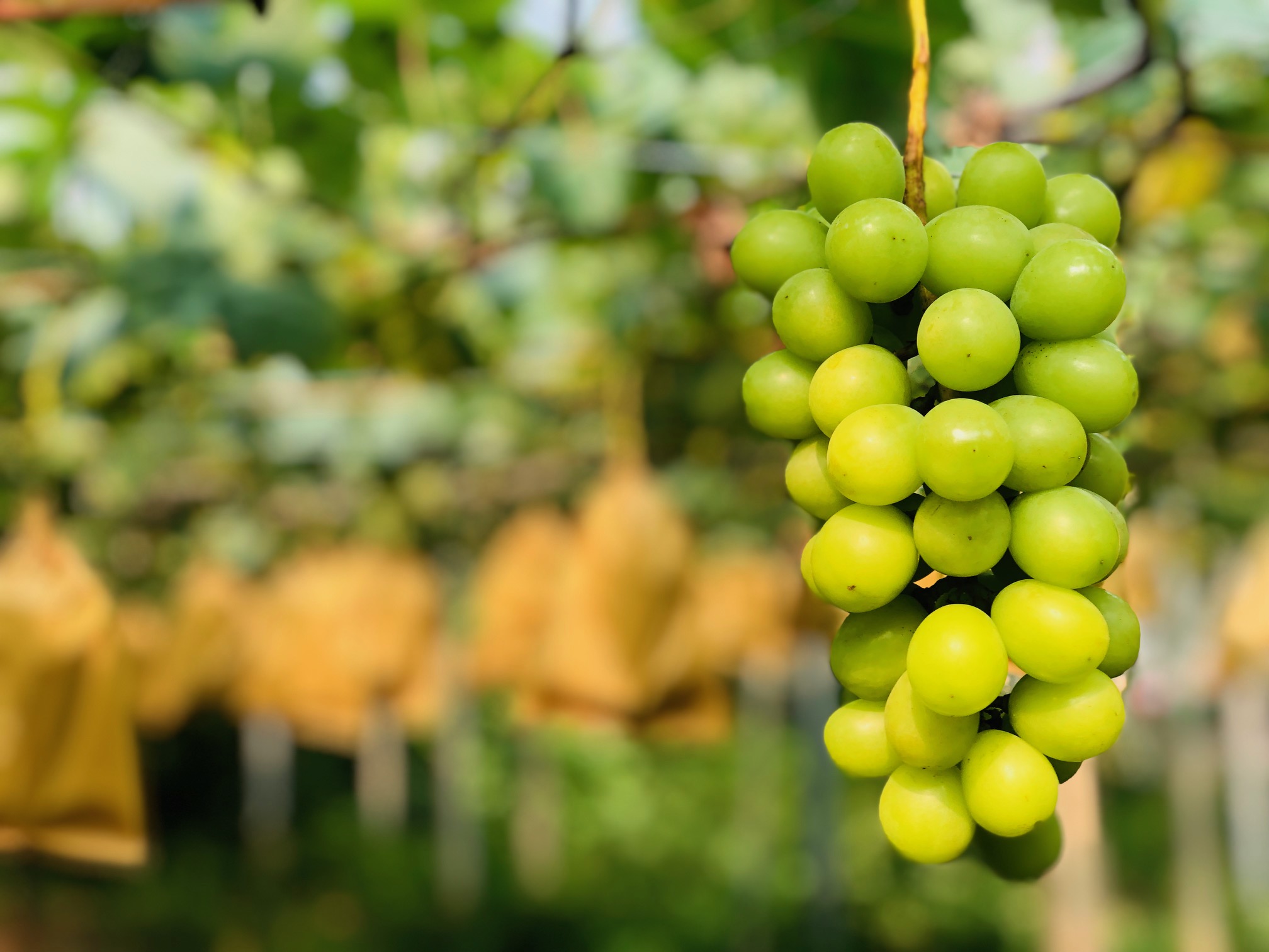 戸塚ぶどう園の写真1