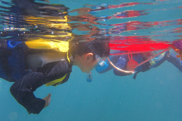 八丈島自然ガイドサービス 椎の写真1