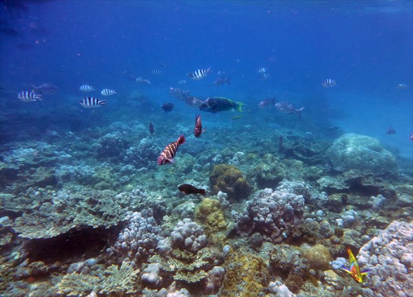 小笠原ダイビングセンターの写真1