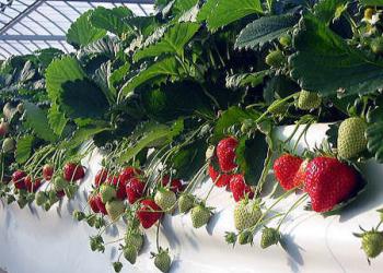 安田いちご園の写真1