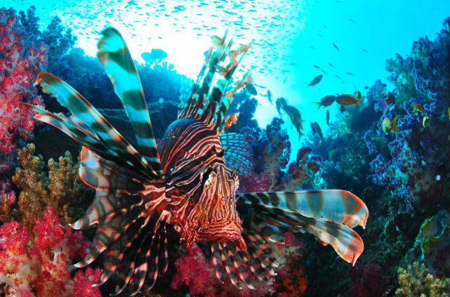 アクアメイトダイビングクラブの写真1