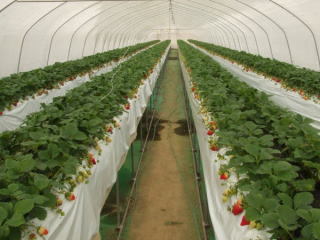 福田いちご園の写真1