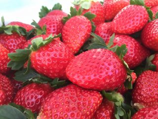 いちごはうす嘉山農園の写真1