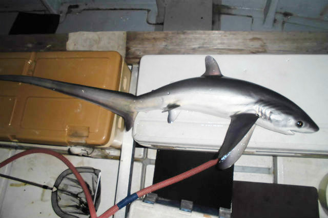 釣り船 海賊の写真1