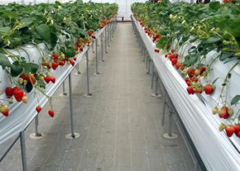 愛成ベリーの写真1