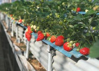 大地農園の写真1